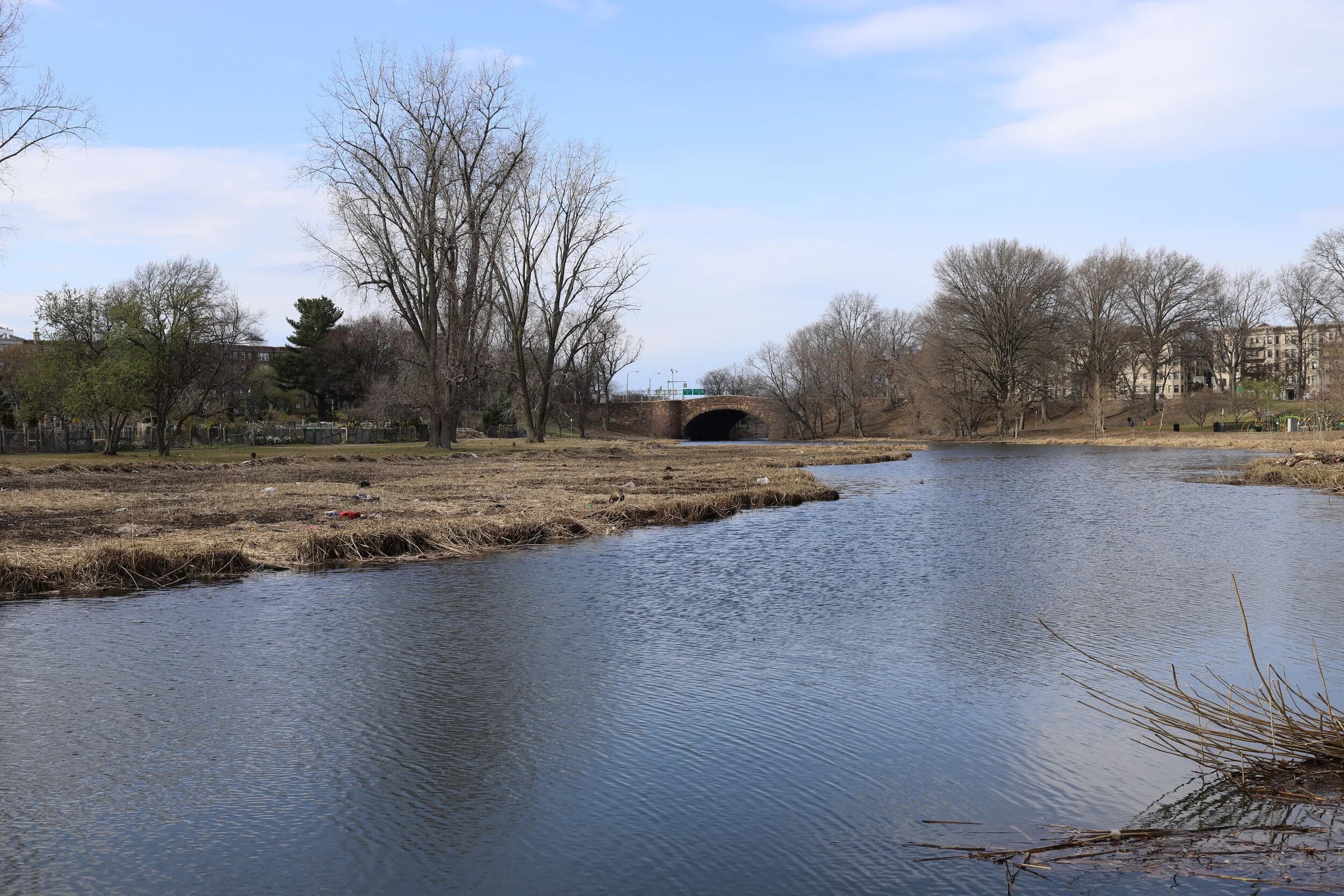 Fenway Riparian Community near Massachusetts Avenue with Cut Phragmites Visible