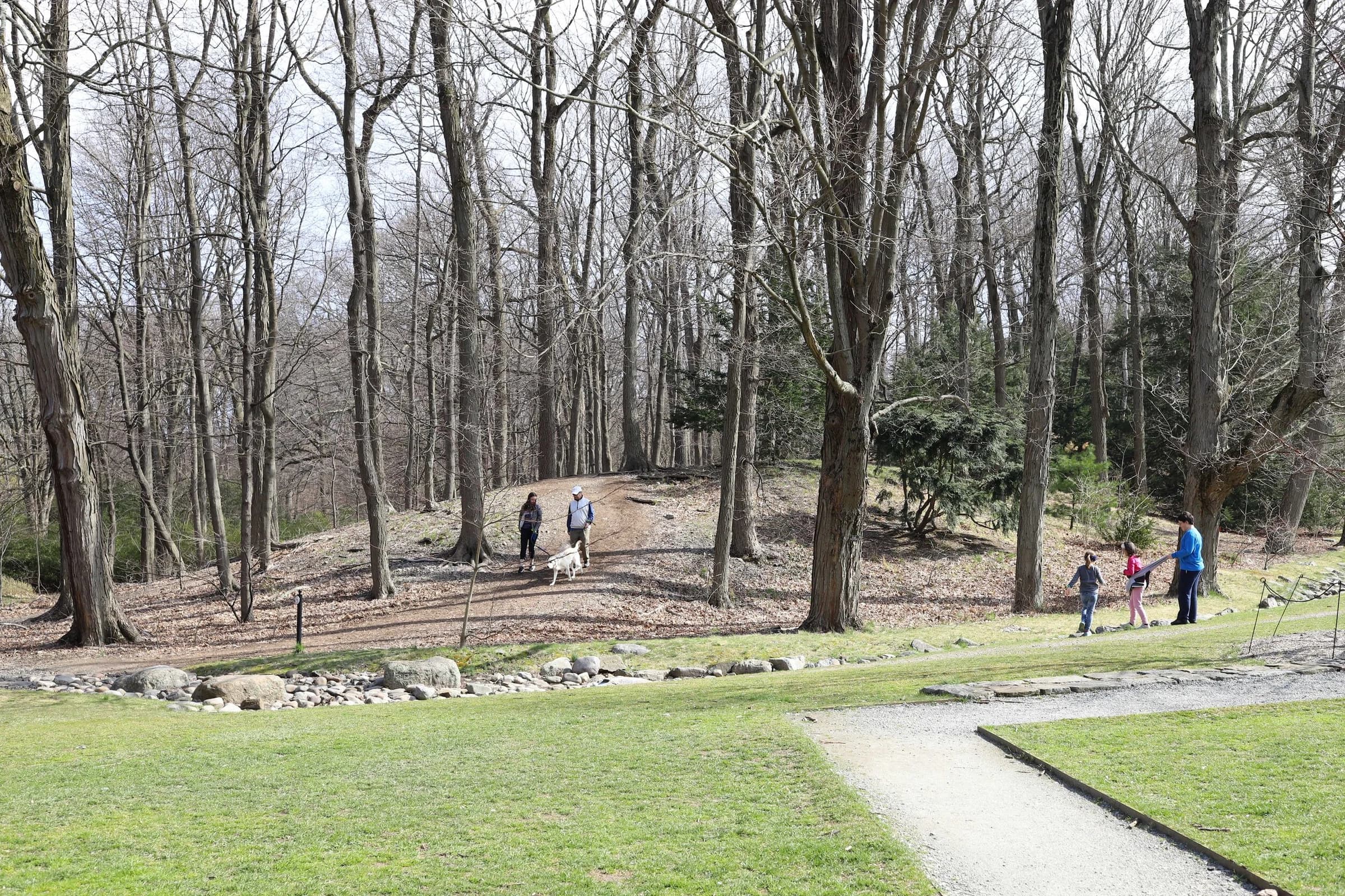 Mixed Hardwood Stand